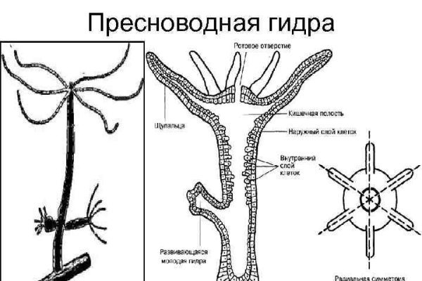 BlackSprutruzxpnew4af onion не работает в тор